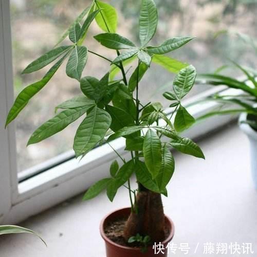 盆里加上“黄金豆”,叶片油亮亮,烂根黄叶都没有,发财树真好养