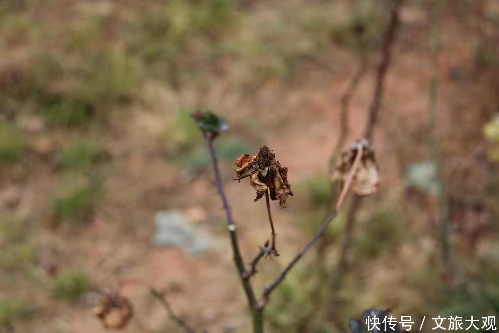 昆明冬日看花