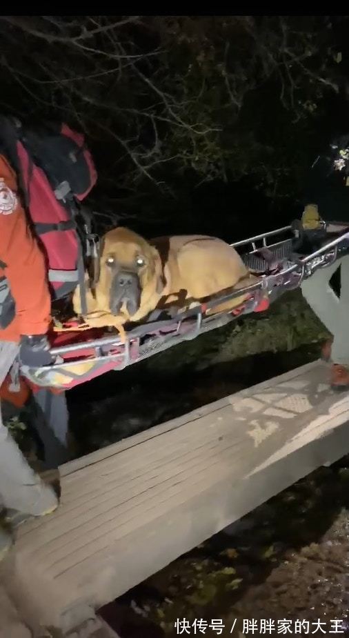 190磅獒犬登山后体力不支,救援队花4小时