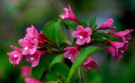 盆栽锦带花怎么养开花更多养护记住以下3点，锦带花越开越旺盛