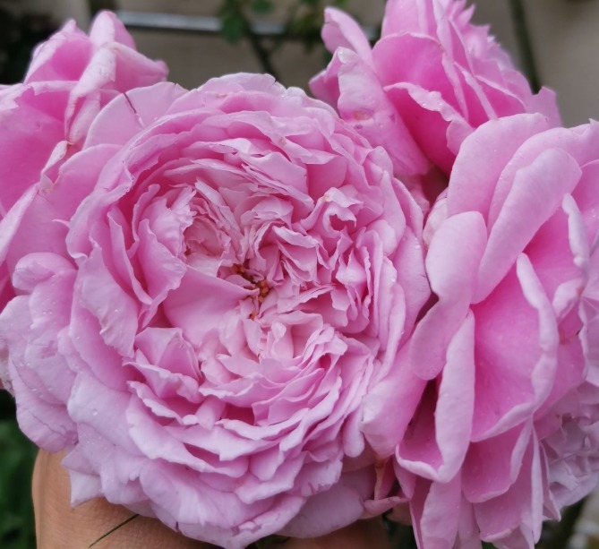 盘点最受欢迎的24种月季花，长得快、开花多，养了会上瘾！