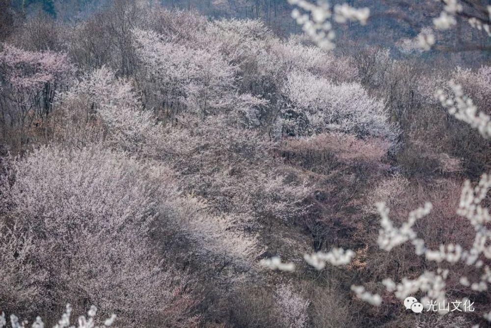 登上央视！信阳这片“仙境”，你去了吗？