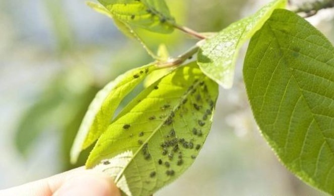 灰烬|养花容易生虫,教你用家中“3种灰”,做出“杀虫水”,快学一学