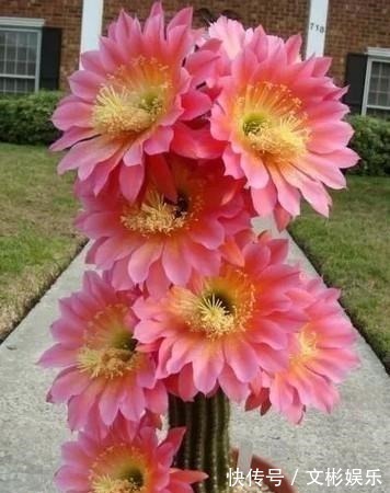 仙人球开花简直可以称得上惊艳,学会几个步骤,鲜花开满盆