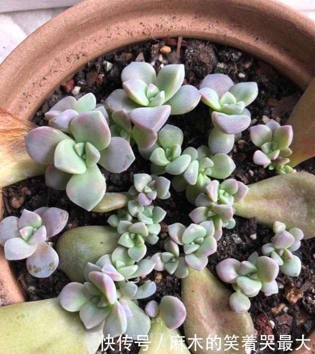 乙女|四种“零差评”多肉推荐，颜值不比桃蛋低，还容易成老桩！