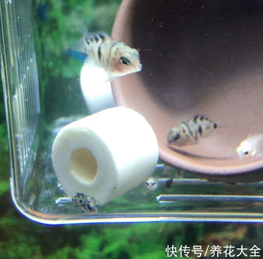  浇花|养鱼水浇花肥效好？为啥越浇越坏？这3点要注意