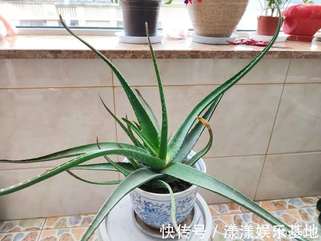 10种花要控水,天热反而不能浇,一浇水就死