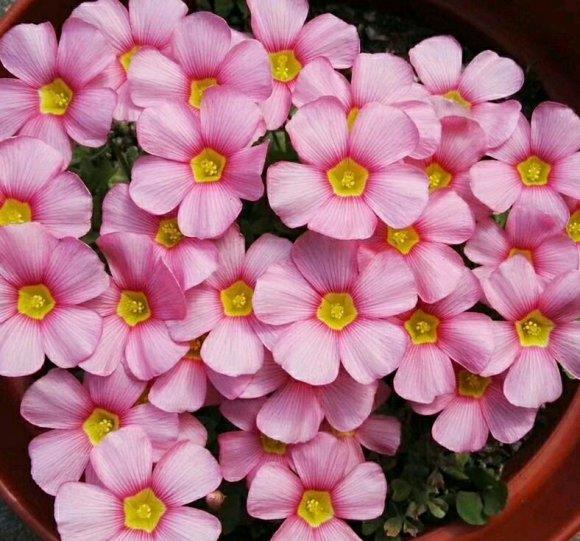 “飞速”生长的5种花,适合“急性子”,半年打造阳台花园