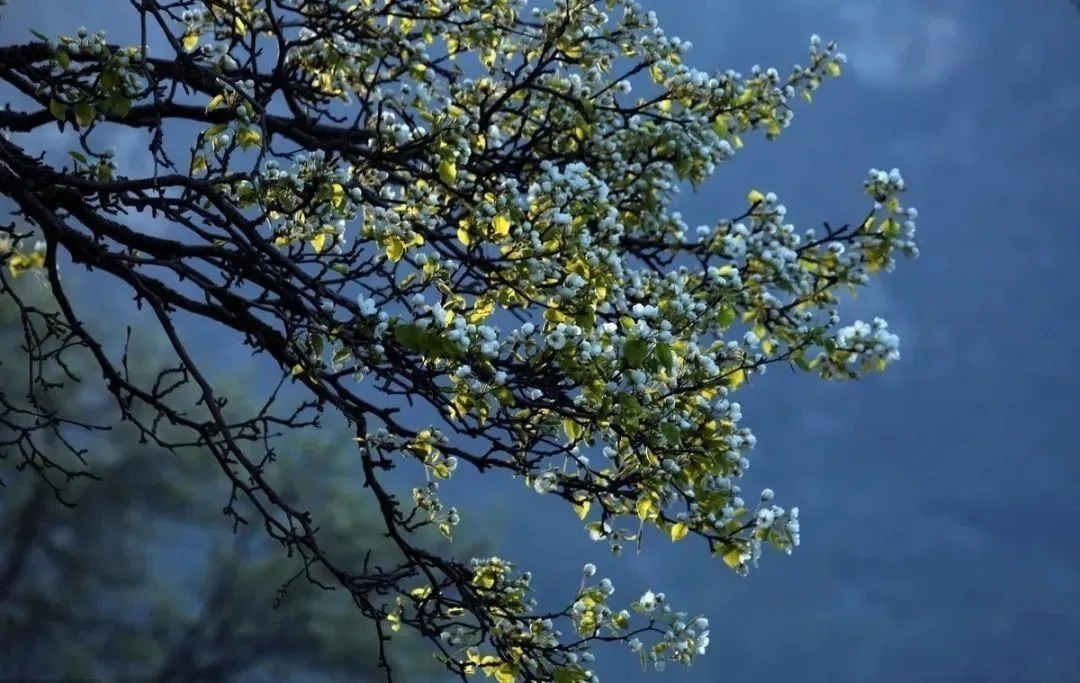 天涯|一首《天涯》仅仅二十个字,是如何唯美地道尽李商隐悲惨一生的?