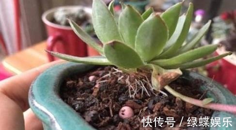 多肉全是“胡须”,这是“求救”信号,多肉爱好者要引起重视!