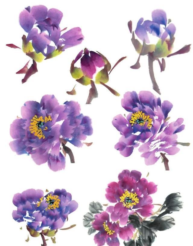 形态|紫、红牡丹花头写意画法与形态参考