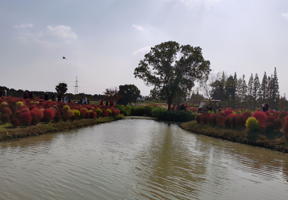 地肤|农村常见的地肤草,笤帚、饺子都能做,种在花盆里真不孬