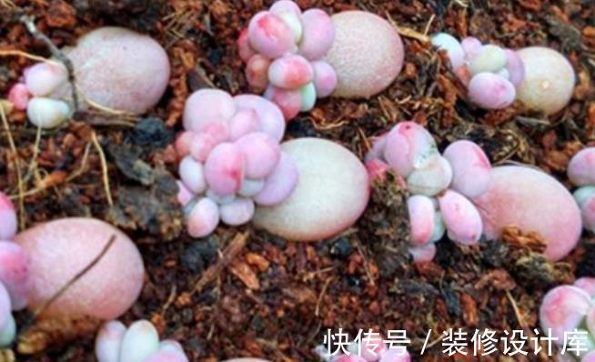 成活率|秋天叶插多肉植物，掌握4个要点，出芽快长新叶，成活率90%以上