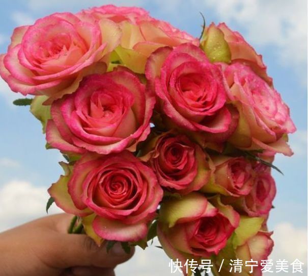 喜欢养菊，不如养“高档玫瑰”红羽，美艳如少女裙摆，灵动可爱