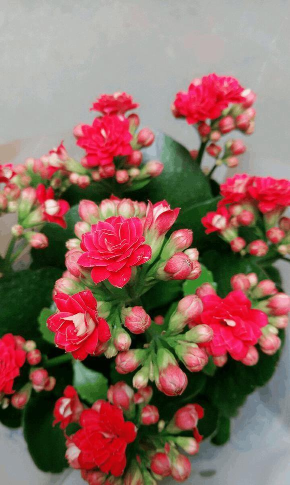 做生意的人都喜欢养的5款植物,好养活,寓意好