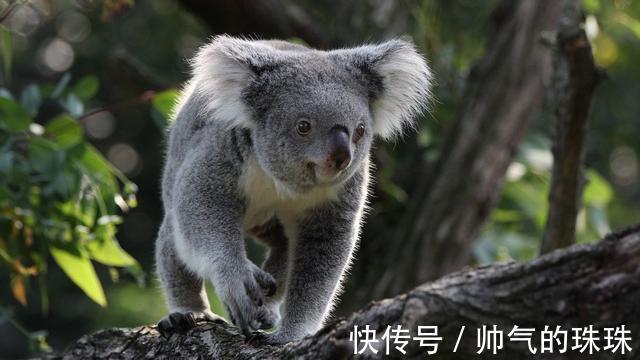 化学物质|呆萌的考拉,你了解吗