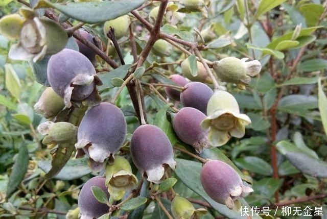 桃舅娘|它在山里成片生长,却一直少受重视,殊不知果实如此的珍贵