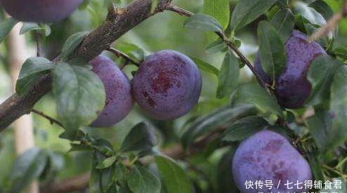 女性想苗条,瓜果食物多吃点,润肠通便,促进食欲,越吃越瘦