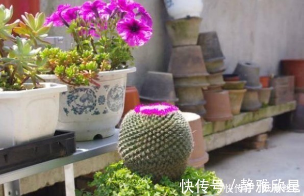 他养了1盆“仙人球”，开花100朵，漂亮极了，大家都说头回见