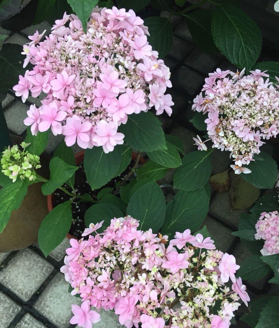 养花|夏季养花，3个浇水小窍门，枝叶绿油油，花儿越来越多