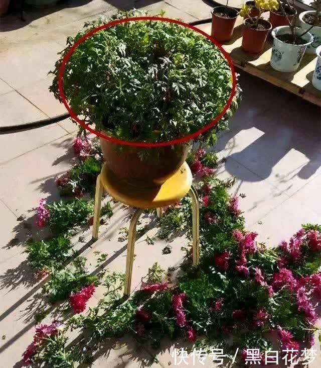 想要养好花，一把“剪刀”少不了，5种花剪的越狠，花开越爆