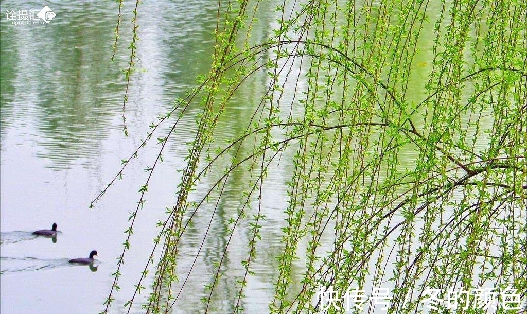 柳黄!诗:早春十首