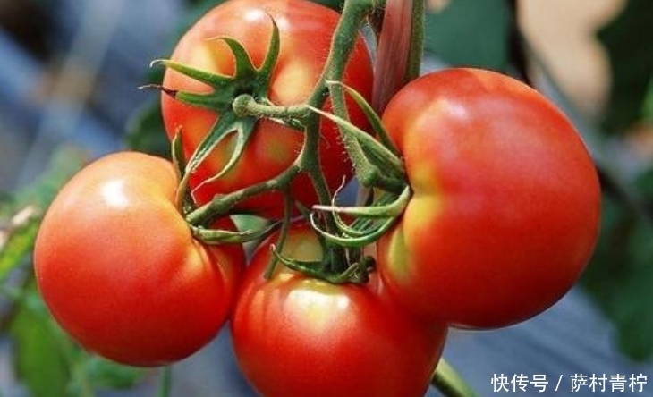 常成熟的西|买西红柿,圆的和尖的选哪种?卖菜大姐:有3种不要买,是催熟的
