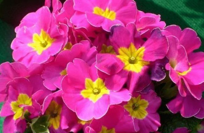 最适合新手养的4种花,花色全还香,瘦身又美容,赏花还变美!