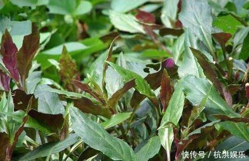 止血|乡下人常见的野菜，各种炎症的克星，清热止血补血补气，好处多多