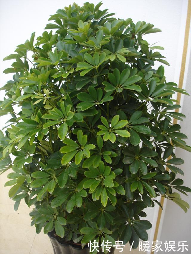 旺财镇|人养花，花也养人，聪明人养此3种花，旺财镇宅，知道的人不多！