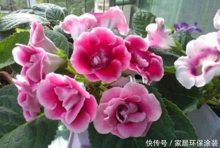 家养这些植物，花期长、花量大，好养又漂亮，你养了吗？