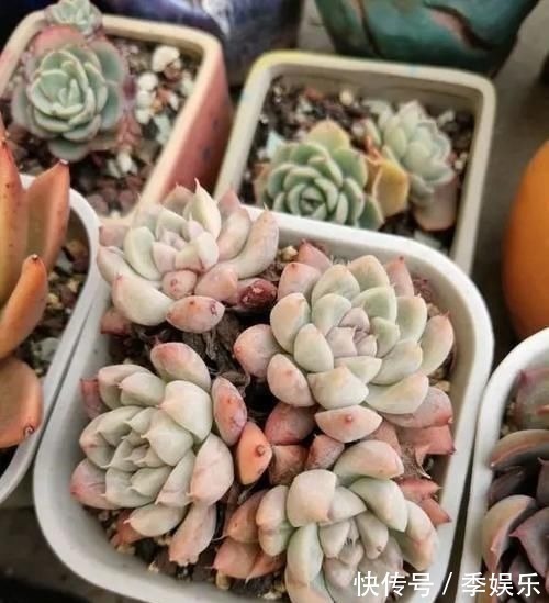 多肉摆满了阳台,1盆都放不下了,赶紧处理掉,多肉多了也头疼