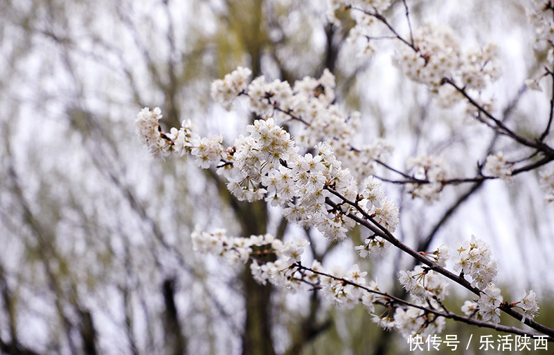 中年|百花争春时节，在西安，这些浪漫的事情一安排 ，想怎么嗨都行