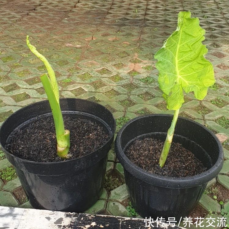 叶子|10多块一块象耳芋大块茎，快速养成室内大型观叶植物