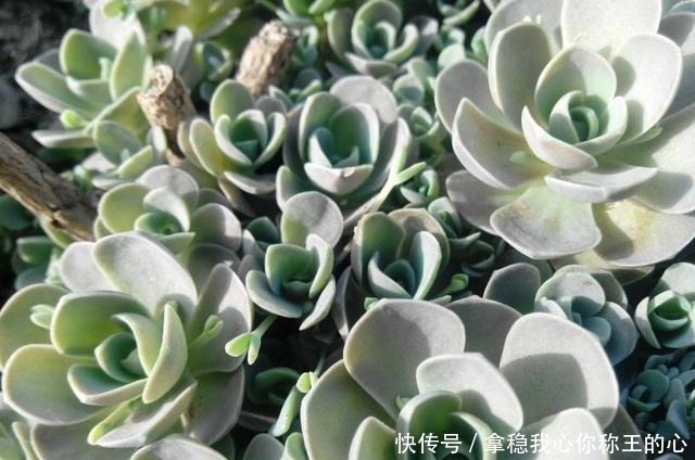 小红衣|“难养”多肉名单公布,有些很漂亮,谁养谁后悔!