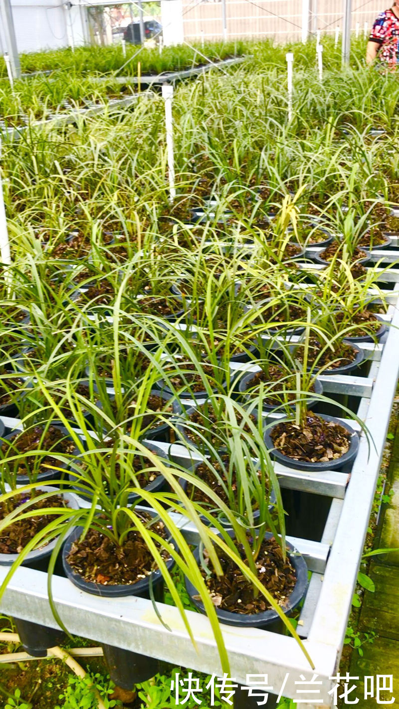 兰友|业余养兰中的用光误区，2方面去扭正，清楚兰花对光的需求