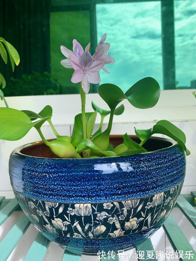 堪称生物入侵的花,千万别在家养,泛滥了可不好收拾