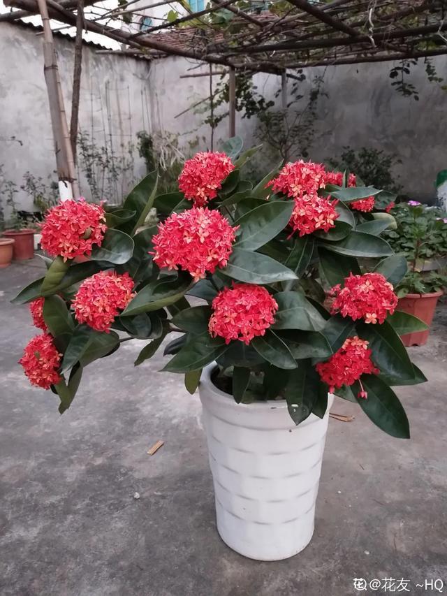 想要家里四季花开,这20种花,连续能开300天,完全不歇气