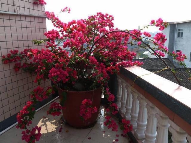 三角梅只冒叶子不开花,找准原因,花比叶子窜得快,这招真有用