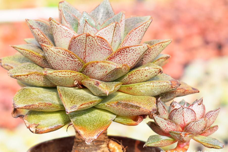 屌丝|多肉大和锦和剑司诺娃,一个好像没贵过,一个则从土豪变成了屌丝