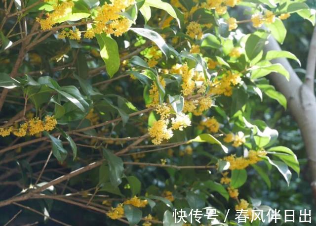 茶花|秋季养花的首选目标，这4款榜上有名，全赖漂亮又好养的优势