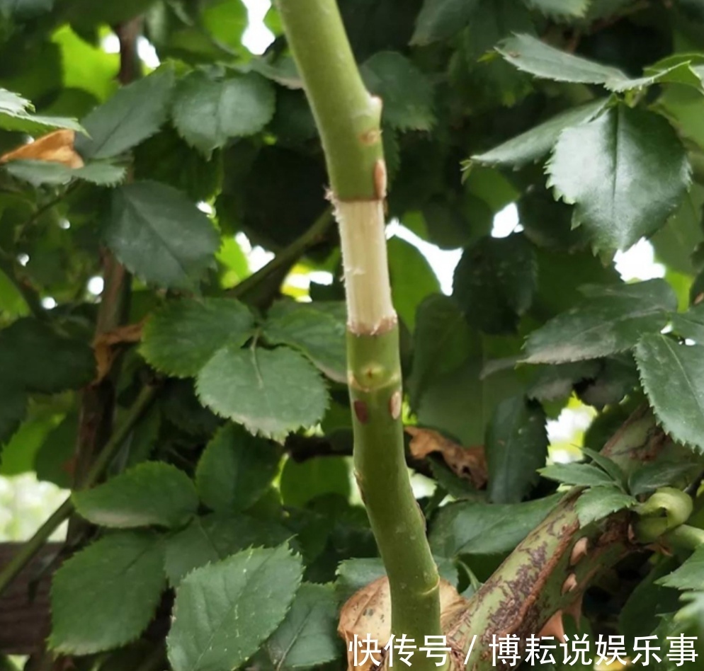 伤口处|月季别再扦插了,用另1种方法繁殖,更容易成活
