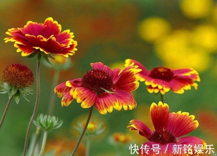 澎湖&此花花姿娇娆,色彩艳丽,优美的身姿让人眼花缭乱,象征同心协力