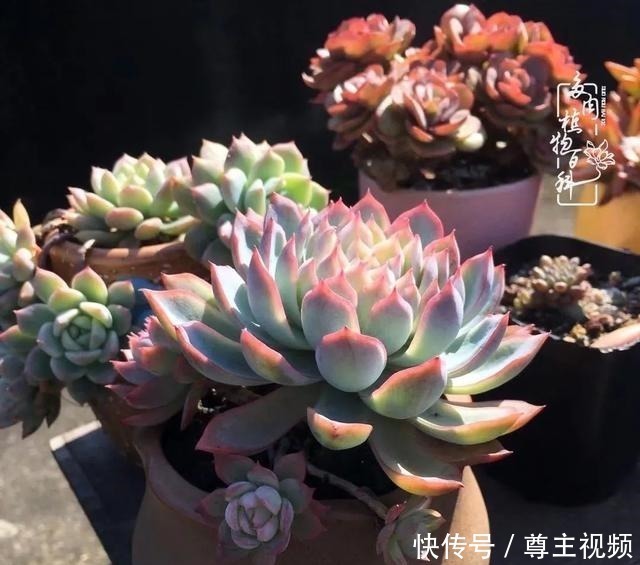 百科|养多肉三年多,初见惊鸿!累并快乐着!养多肉三年多,初见惊鸿!累并快乐着!