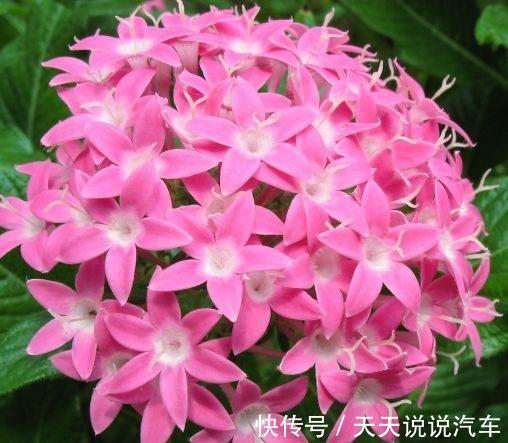 农历十一月大雪过后，养什么花？家里养3种花，年年如意时时幸福