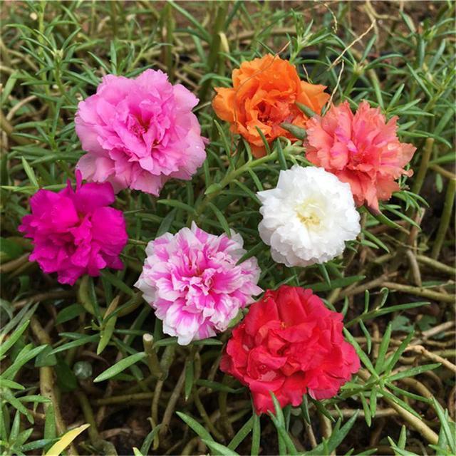 好养、好美的“4种花”，种下就活，连年开花，能养一辈子