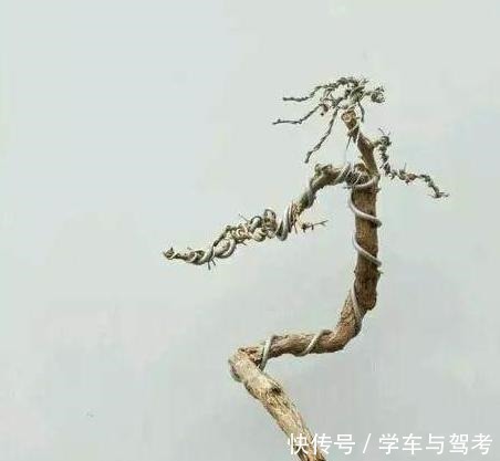 老桩|玩盆景,蟠扎应该怎么做才能造型快速获得原来还有如此3个技巧!