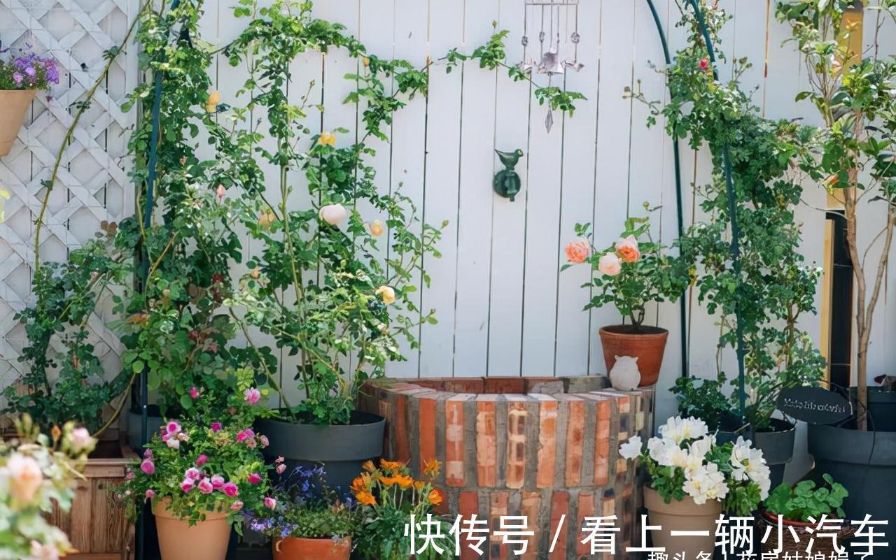 花期|这6种花在阳台很好养，只要有阳光就特别旺盛，花期长颜值还很高