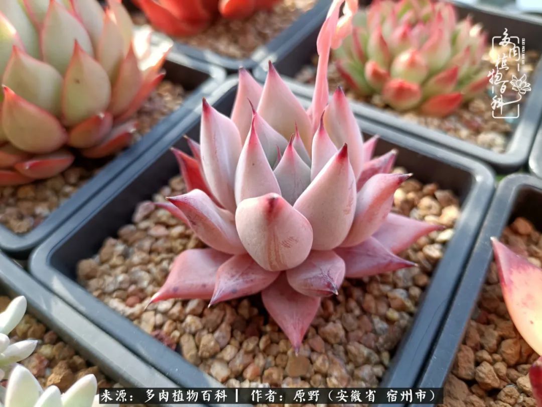 揭秘那些干净又温暖的多肉照片从哪里来