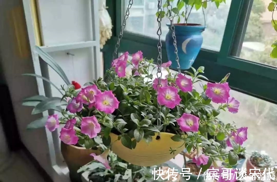花园|养花技巧:客厅养一堆便宜花,一年四季开不停,没钱也能变花园!